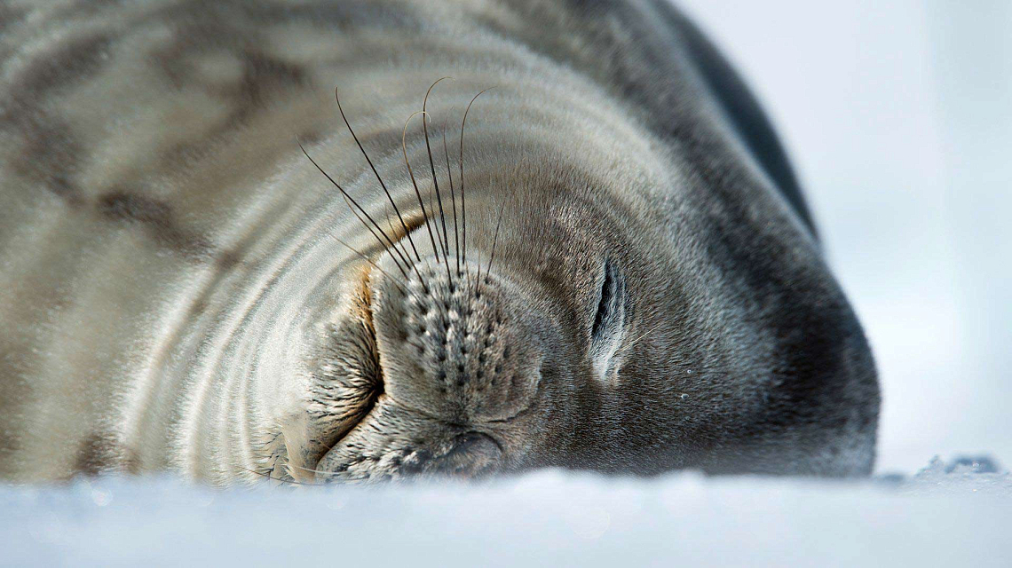 Naturerlebnis Antarktis Kreuzfahrt: Robben und andere wilde Tiere der Antarktis hautnah erleben
