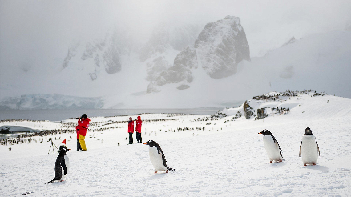 Kreuzfahrt zu den Pinguinen - Expeditionskreuzfahrt zu den Tieren er Antarktis