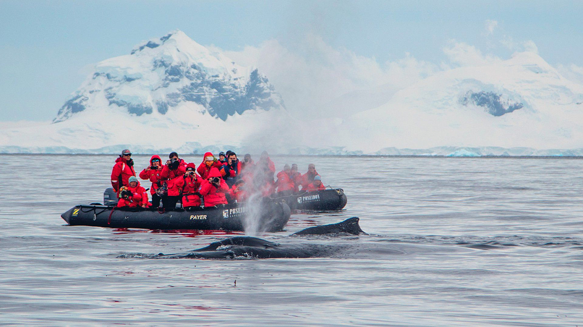 Whale Watching in der Antarktis - Auf einer Antarktisexpedition kommen Sie den Gigante der Meere ganz nah