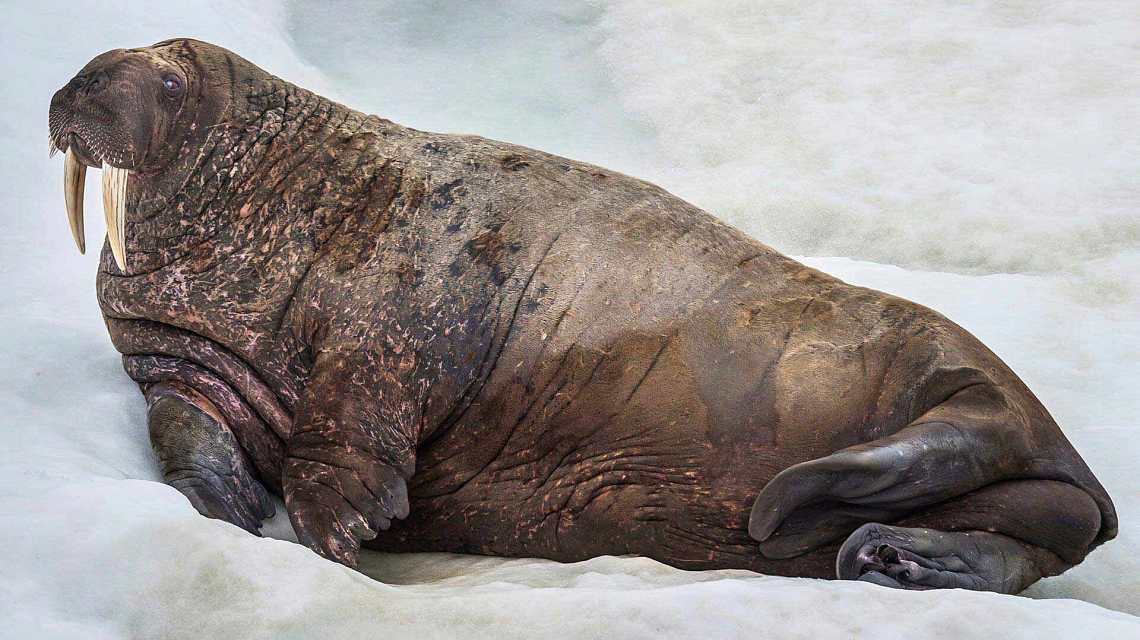 Auf einer Nordpol Expeditionskreuzfahrt Tiere der Arktis wie zum Beispiel Walrosse erleben